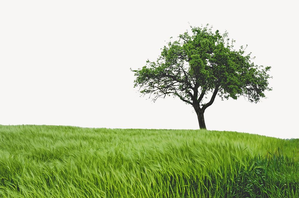 Lone tree border, grass field image psd