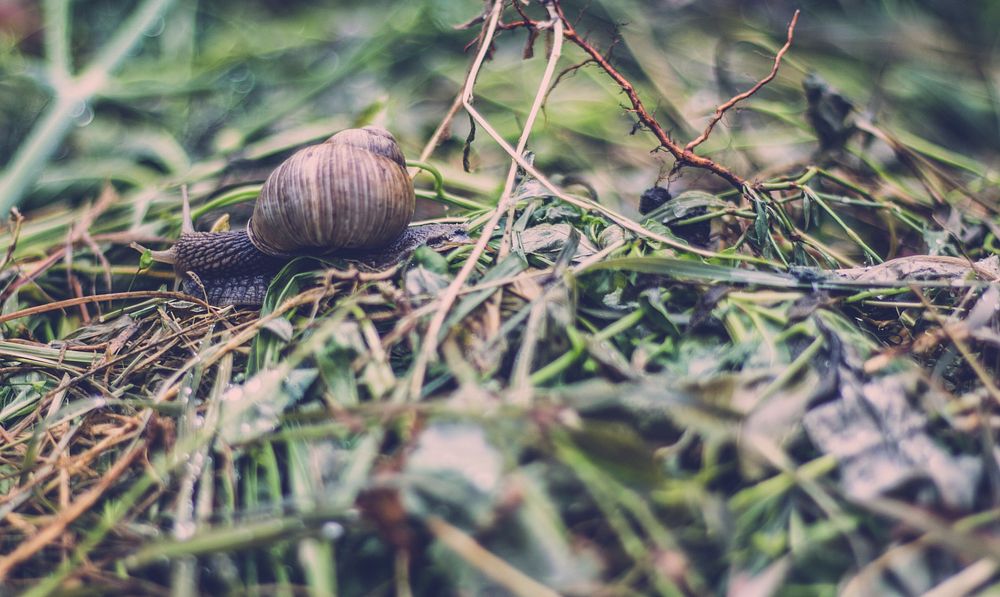 A snail slowly making its way through the grass-covered ground. Original public domain image from Wikimedia Commons