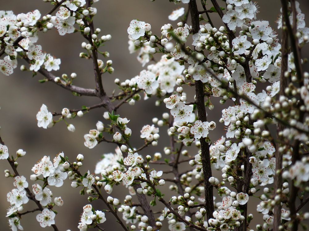A close-up of branches with white flowers in blossom. Original public domain image from Wikimedia Commons