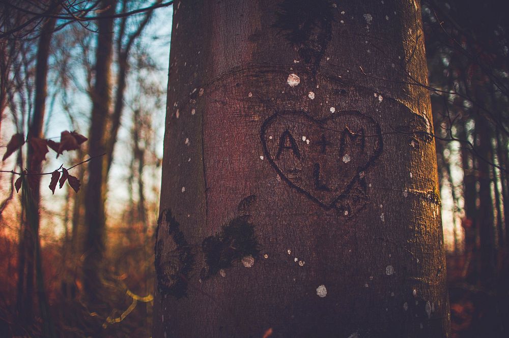 The initials A + M are etched in a heart on a tree trunk in the woods. Original public domain image from Wikimedia Commons