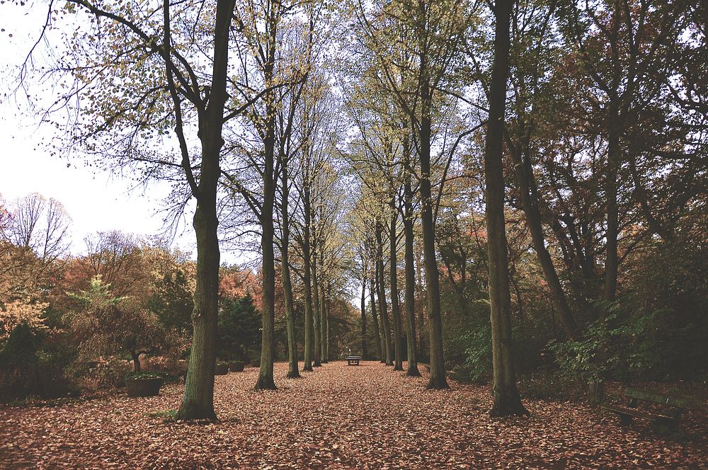 A leaf-covered park pathway lined with nearly bare trees. Original public domain image from Wikimedia Commons