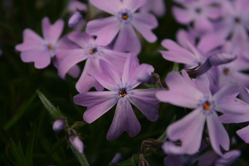 Close-up of light purple flowers with double petals. Original public domain image from Wikimedia Commons