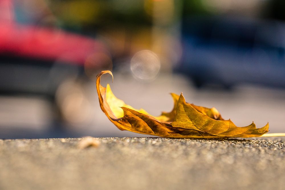 Dried Autumn leaf on the ground. Original public domain image from Wikimedia Commons