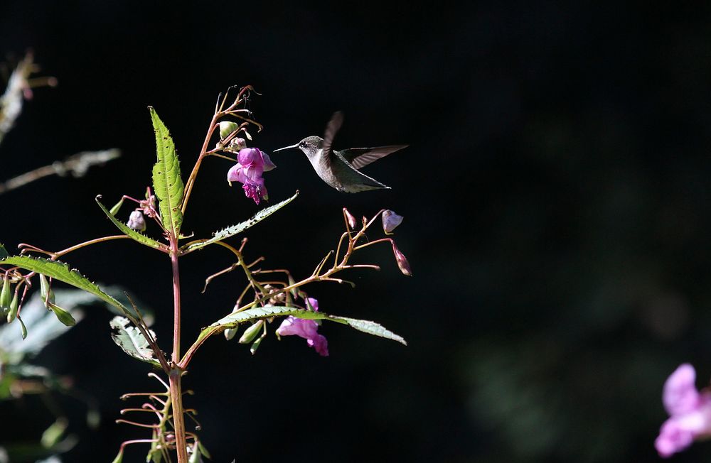 A hummingbird in flight above a purple flower in High Park. Original public domain image from Wikimedia Commons
