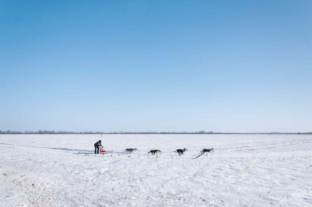 Dog sledding in the winter on a snow-covered field. Original public domain image from Wikimedia Commons