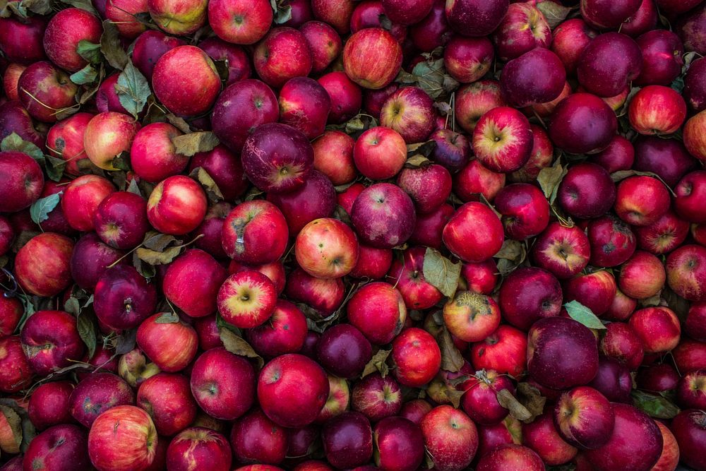 Pile of freshly picked red apples and purple fruit. Original public domain image from Wikimedia Commons