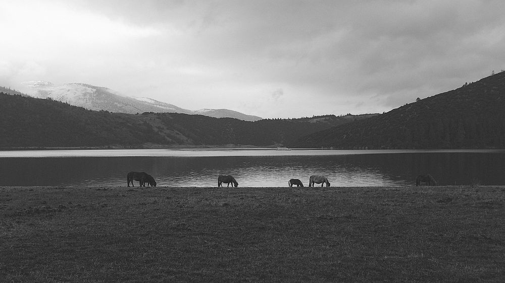 A black and white shot of a herd of horses grazing on the shore of a lake. Original public domain image from Wikimedia…
