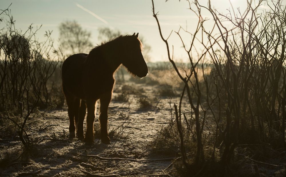 The silhouette of a horse standing near bare bushes. Original public domain image from Wikimedia Commons