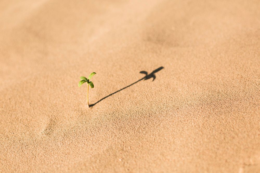 A tiny sprout growing in fine sand casting long shadow. Original public domain image from Wikimedia Commons