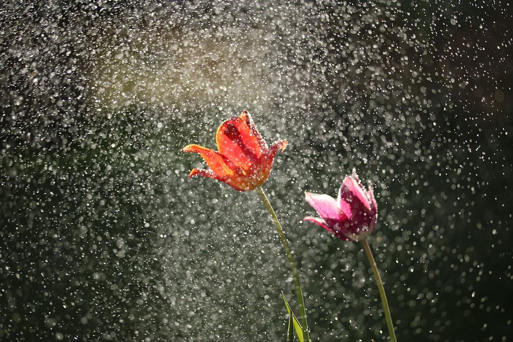 Two tulips surrounded by a mist of tiny water droplets. Original public domain image from Wikimedia Commons