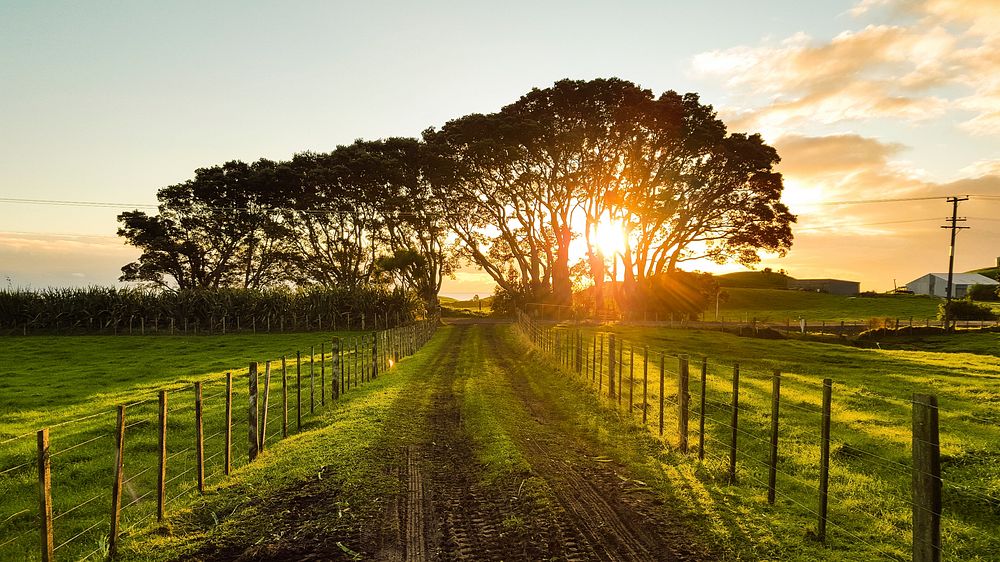 Sun rising through trees. Original public domain image from Wikimedia Commons