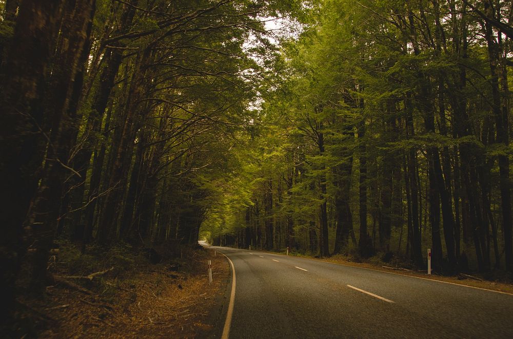 Road through the woods lines with tall green trees. Original public domain image from Wikimedia Commons