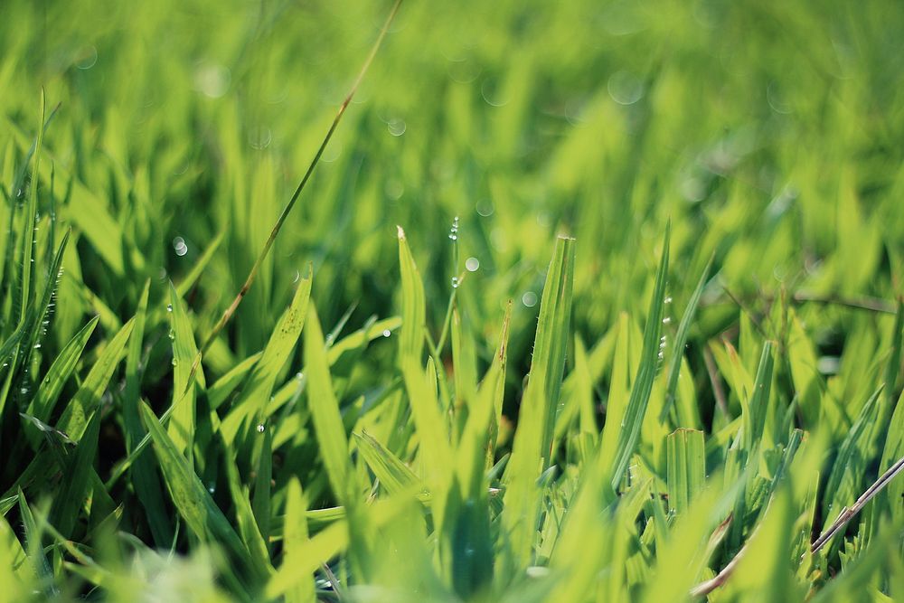 Green grass covered in dew in Guiricema. Original public domain image from Wikimedia Commons