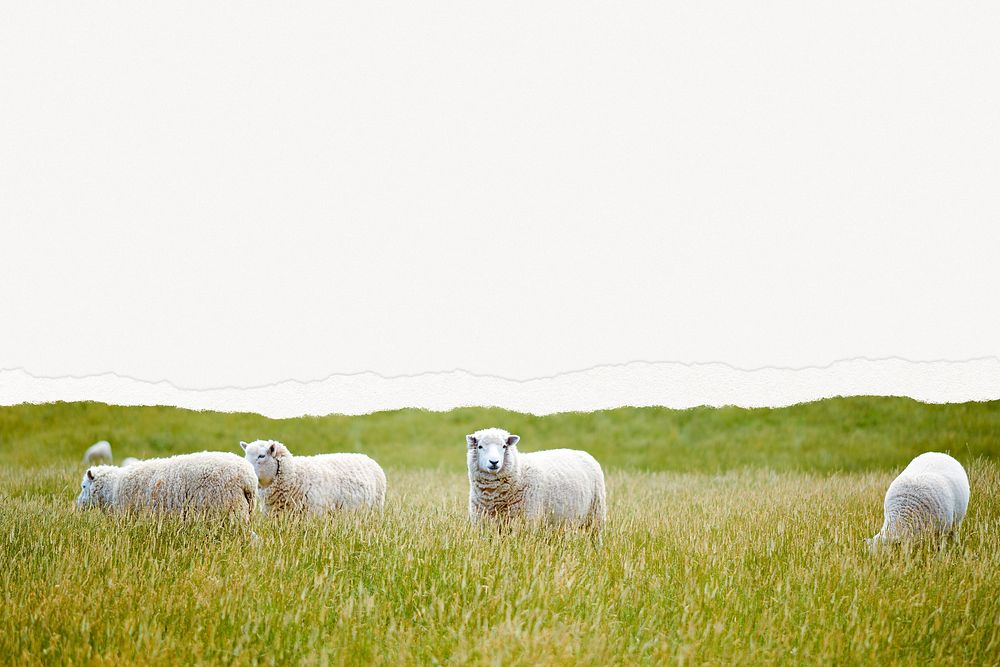 Farm landscape background torn paper border, sheep