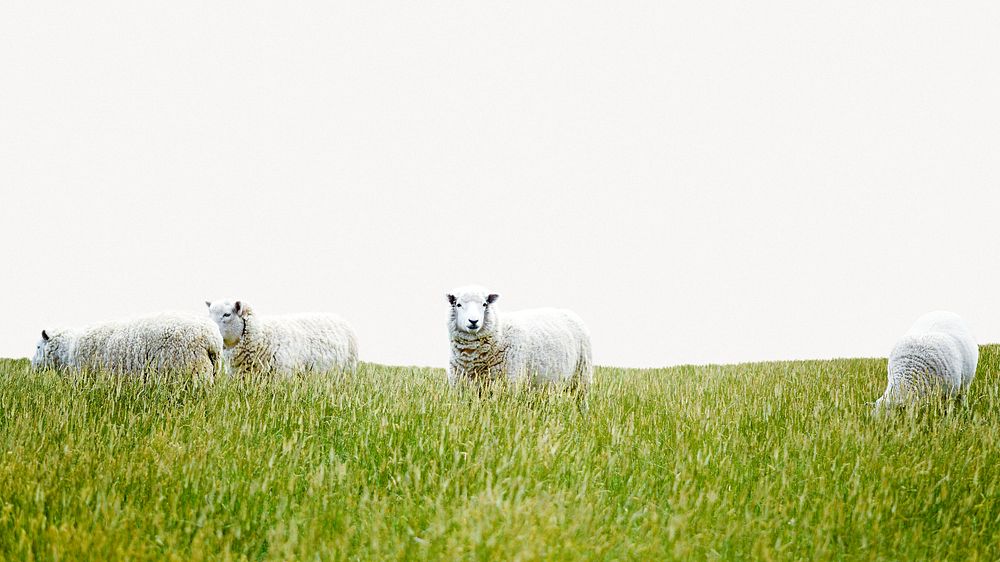 Farm landscape background border, sheep