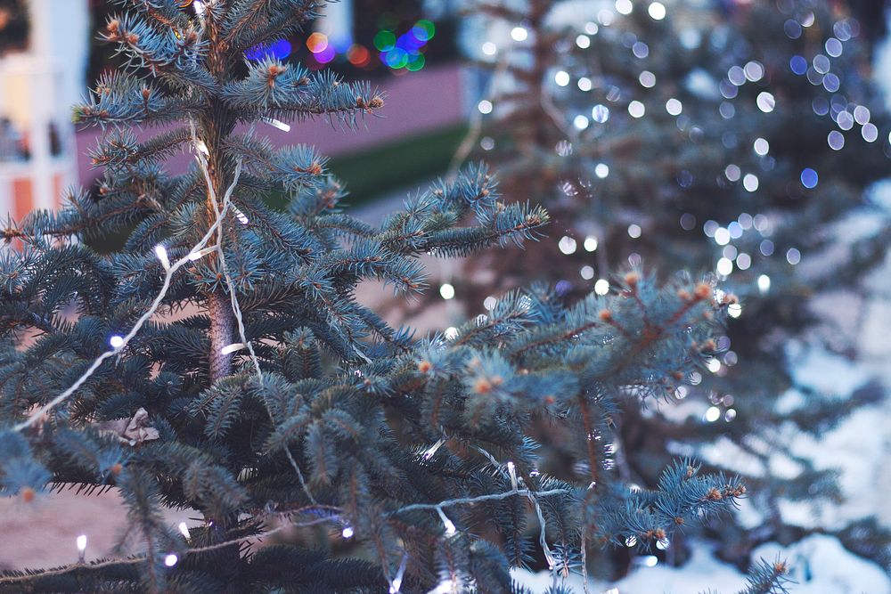 A Christmas tree with white and colored string lights on it. Original public domain image from Wikimedia Commons