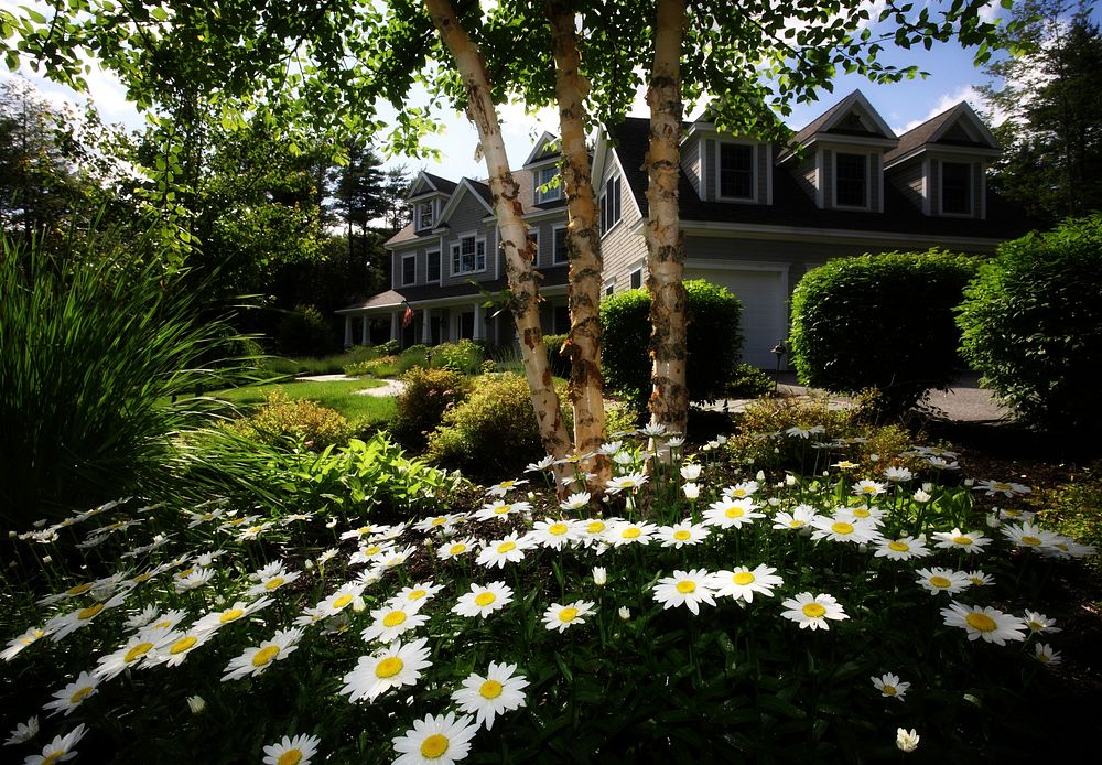 White daisies in the garden of a large suburban house. Original public domain image from Wikimedia Commons