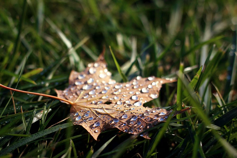 Water droplets on a dead maple leaf in the grass. Original public domain image from Wikimedia Commons