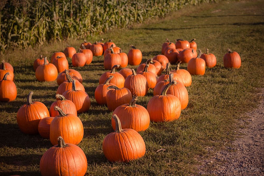Pumpkins harvested from a patch in fall. Original public domain image from Wikimedia Commons