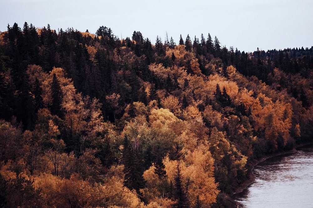 Orange-leaved trees on the bank of a river. Original public domain image from Wikimedia Commons