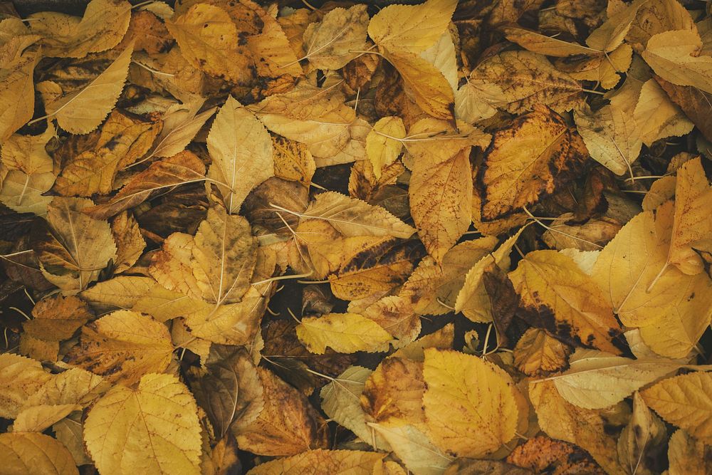 A pile of yellowed leaves on the ground. Original public domain image from Wikimedia Commons