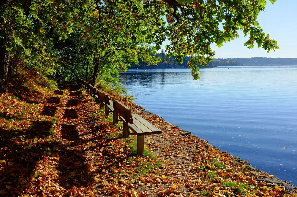 An autumnal scene where there are leaves falling from the trees around benches looking out into the lake in Sandvika.…