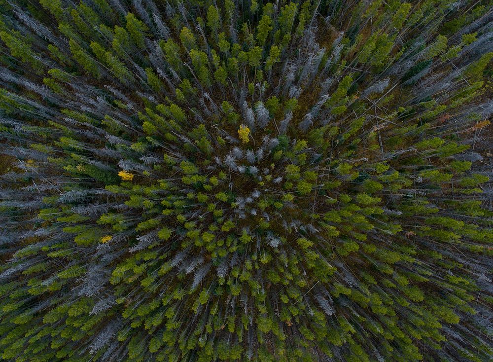 A drone shot of green and gray trees in a forest. Original public domain image from Wikimedia Commons
