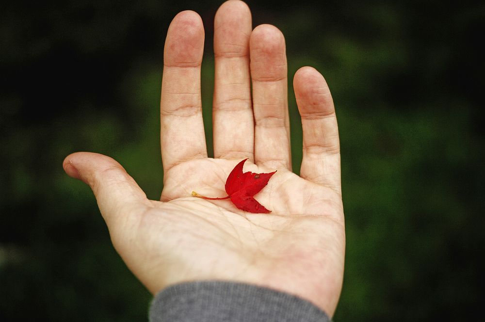 A small red maple leaf rests on a man's palm.. Original public domain image from Wikimedia Commons