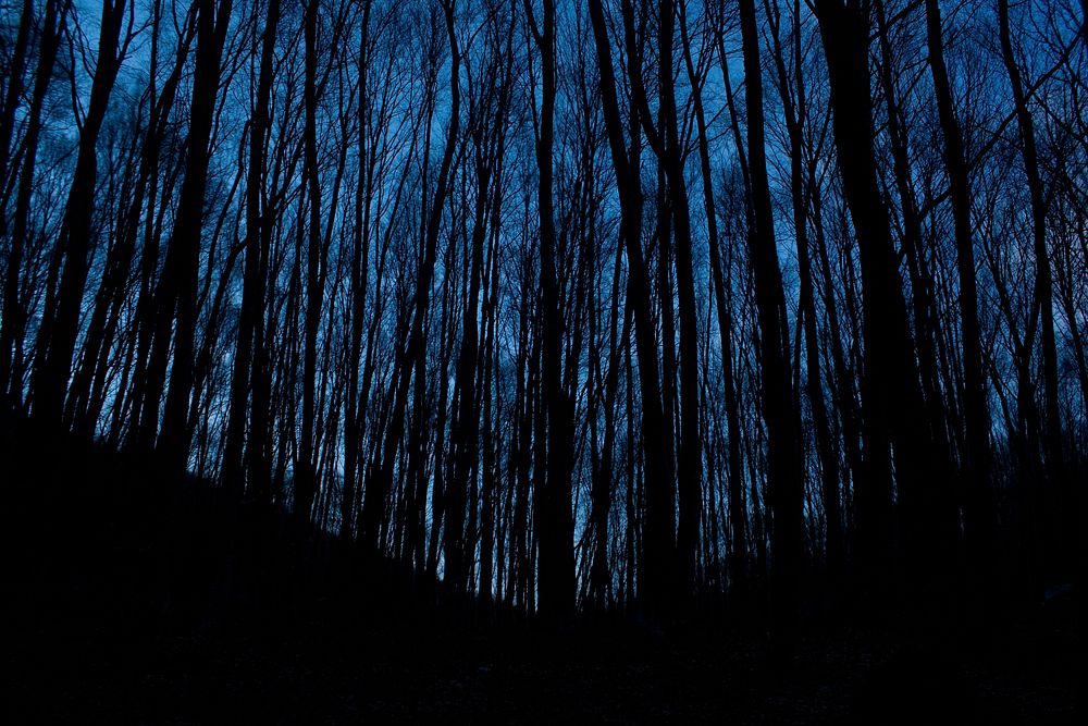 Tall desert trees in the dark forest at night in Hora Chatyrdah. Original public domain image from Wikimedia Commons
