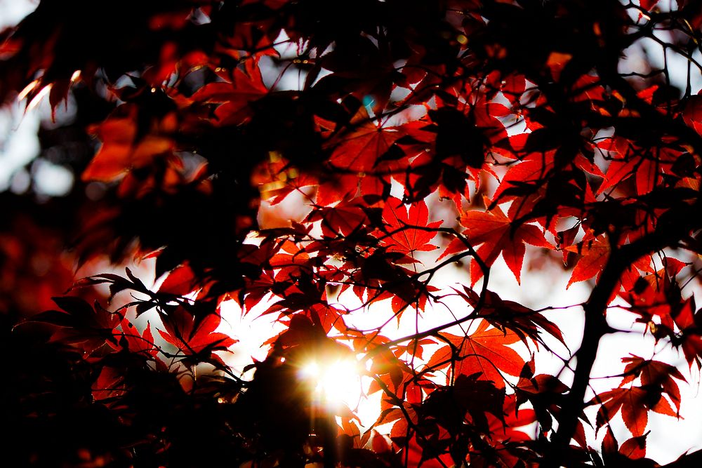 Red maple leaves in the sun in Kamakura. Original public domain image from Wikimedia Commons