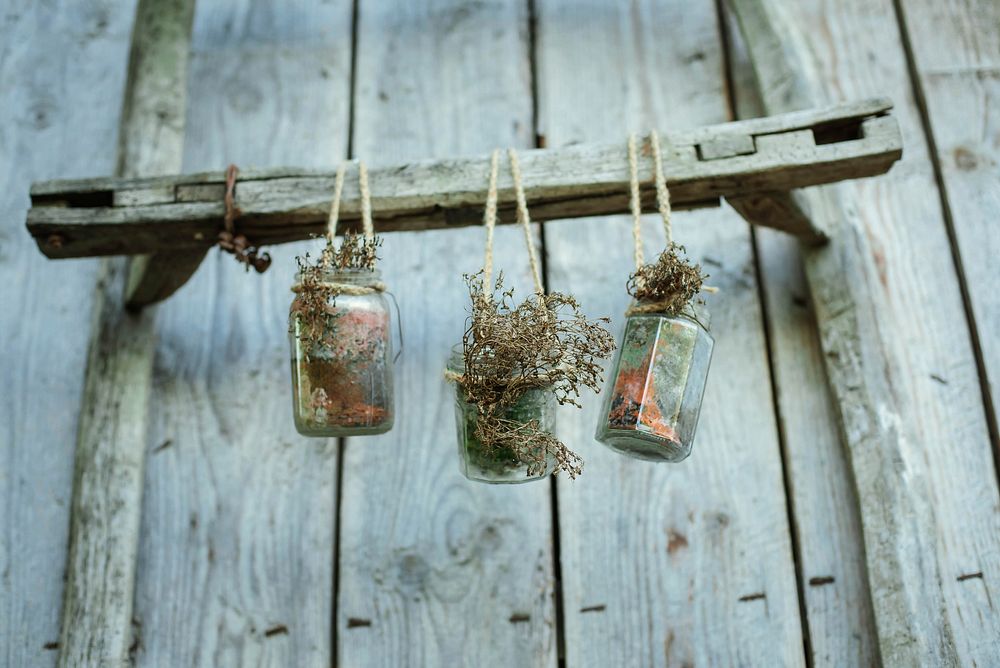 Small plants in glass jars suspended on a wooden wall. Original public domain image from Wikimedia Commons