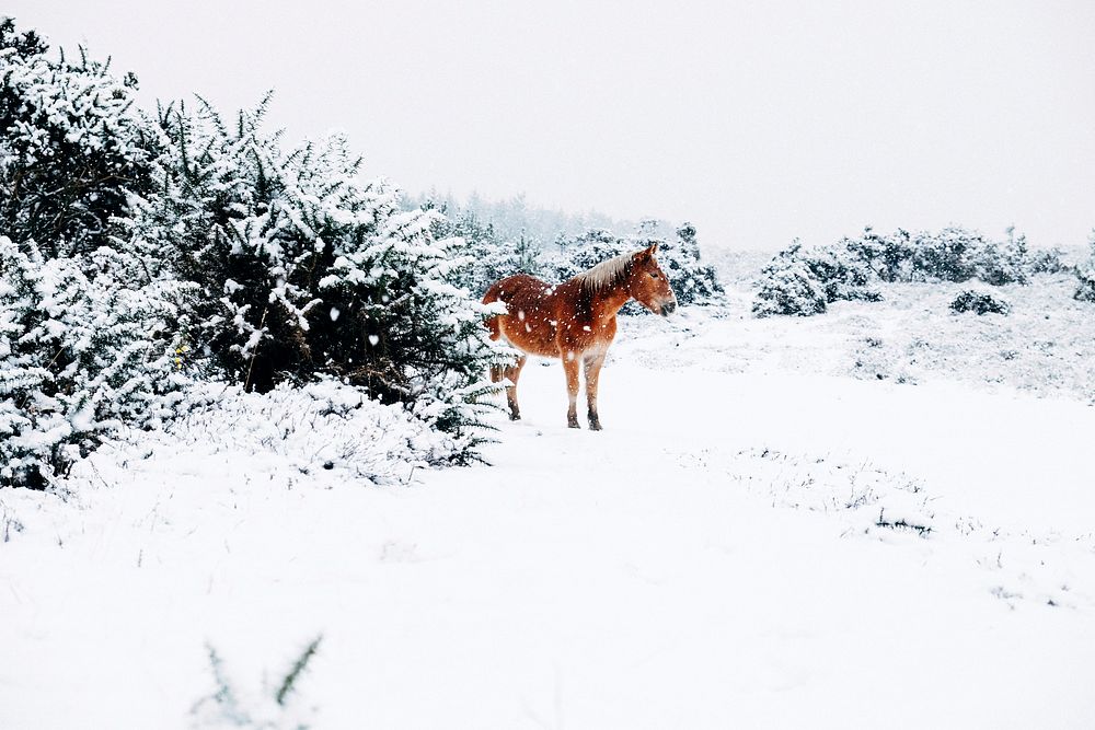 A chestnut horse stands near snow-topped bushes as snow falls on the ground. Original public domain image from Wikimedia…
