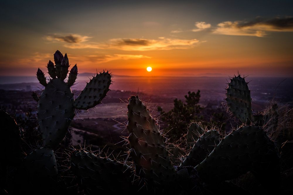 Cactus Sunset. Original public domain image from Wikimedia Commons