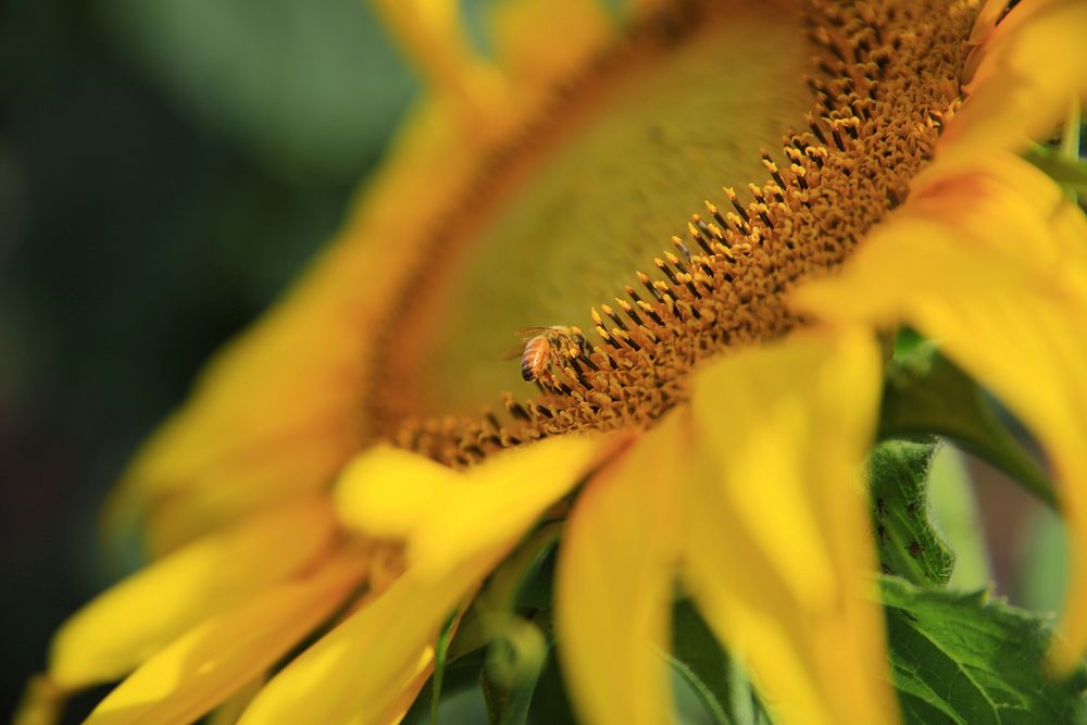 A bee collecting nectar on a large sunflower. Original public domain image from Wikimedia Commons