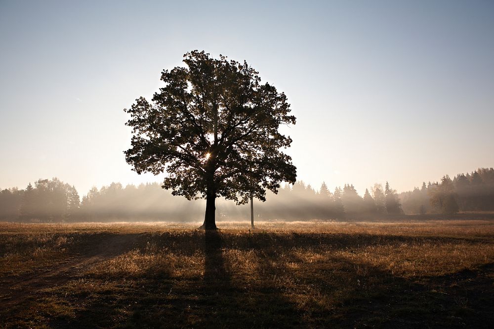 A single tree in the middle of a field during sunrise. Original public domain image from Wikimedia Commons
