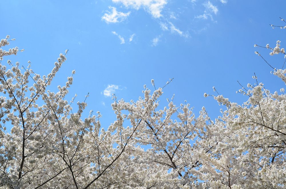 Trees with blossom in full bloom against clear blue sky. Original public domain image from Wikimedia Commons