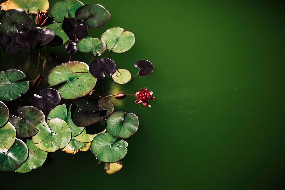 Green and purple lily pads float in calm green water. Original public domain image from Wikimedia Commons