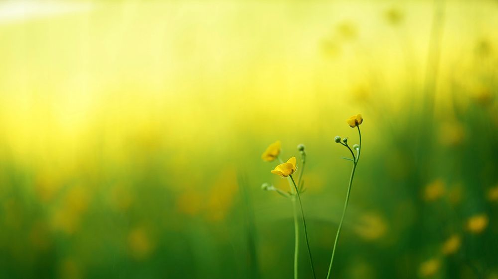 Several buttercup flowers against a blurry background of a meadow. Original public domain image from Wikimedia Commons