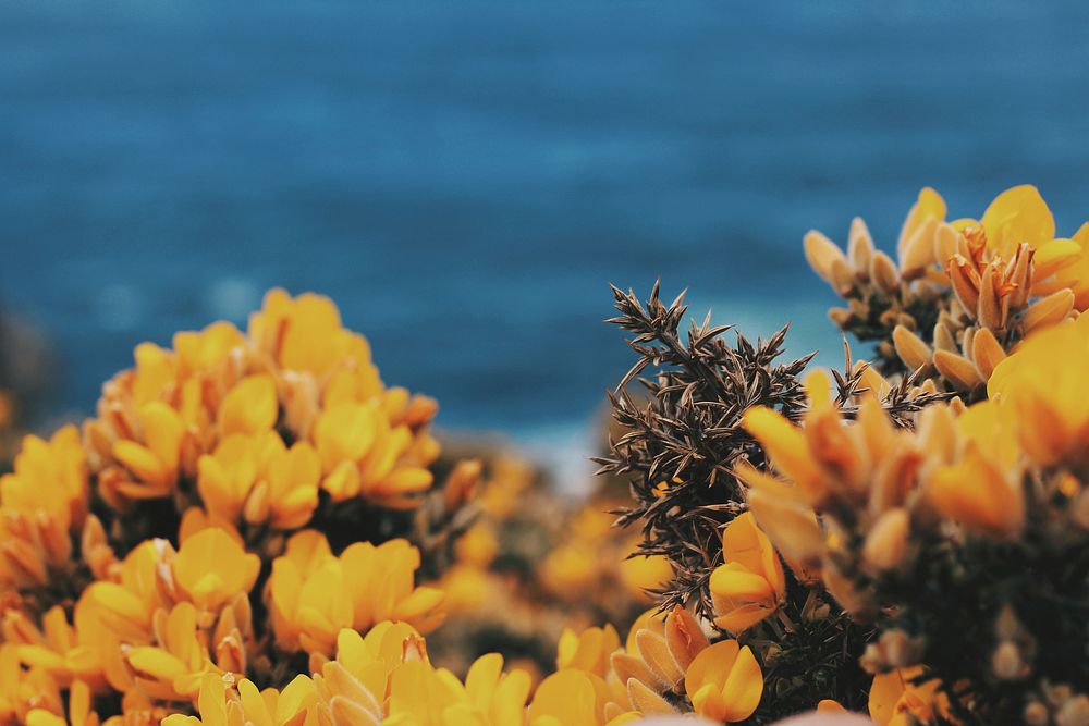 Flowers on the coast. Original public domain image from Wikimedia Commons