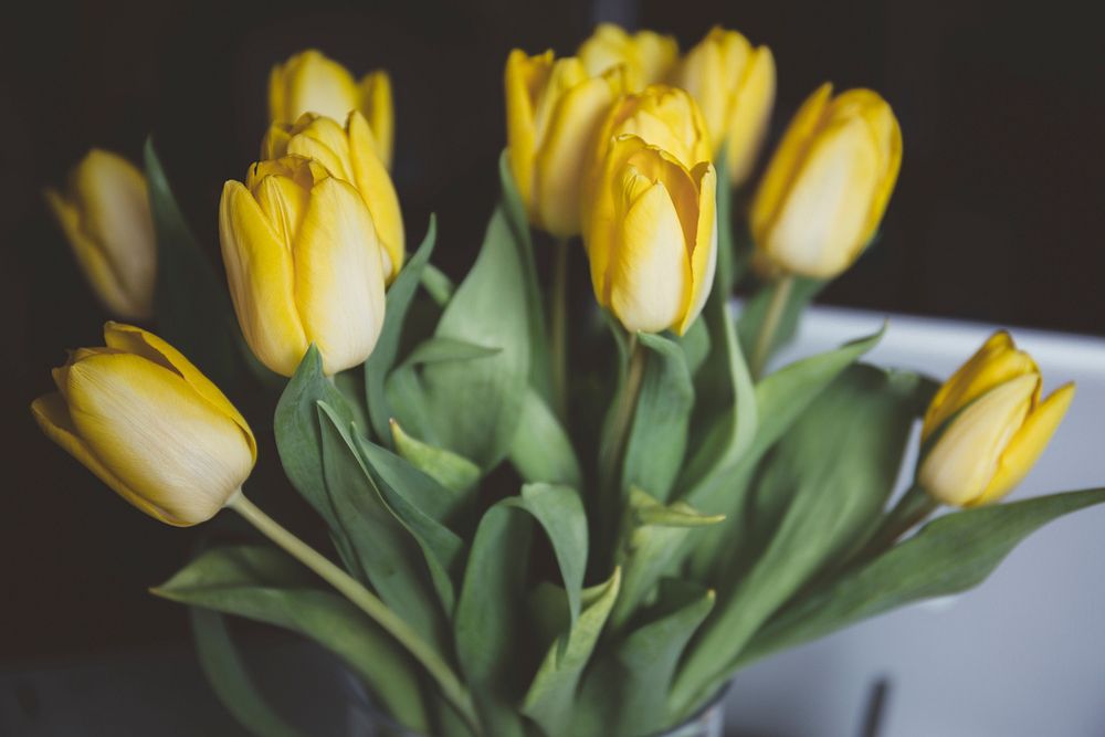 Close up of yellow tulip bouquet with green stems in Spring. Original public domain image from Wikimedia Commons