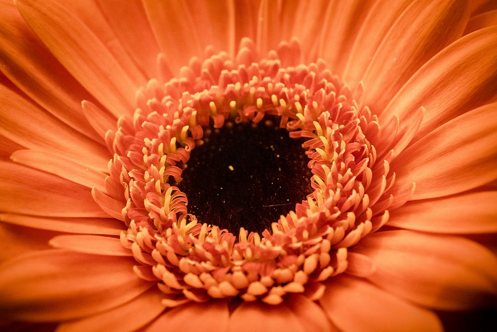 A macro shot of the dark center of an orange flower. Original public domain image from Wikimedia Commons
