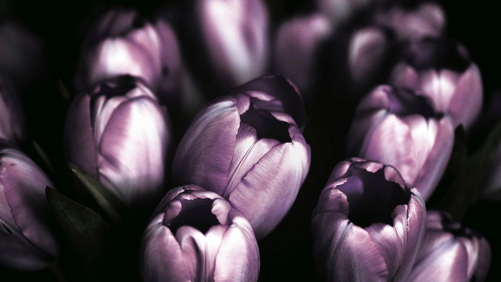 Dark purple tulips slowly opening their petals. Original public domain image from Wikimedia Commons