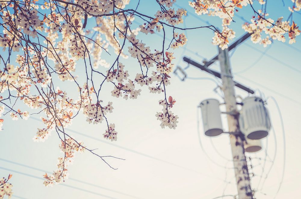 Urban cherry blossom tree with clear blue sky and telephone line, Vancouver. Original public domain image from Wikimedia…