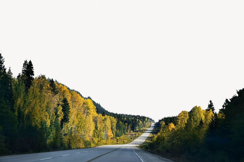 Countryside road border, pine forest image psd