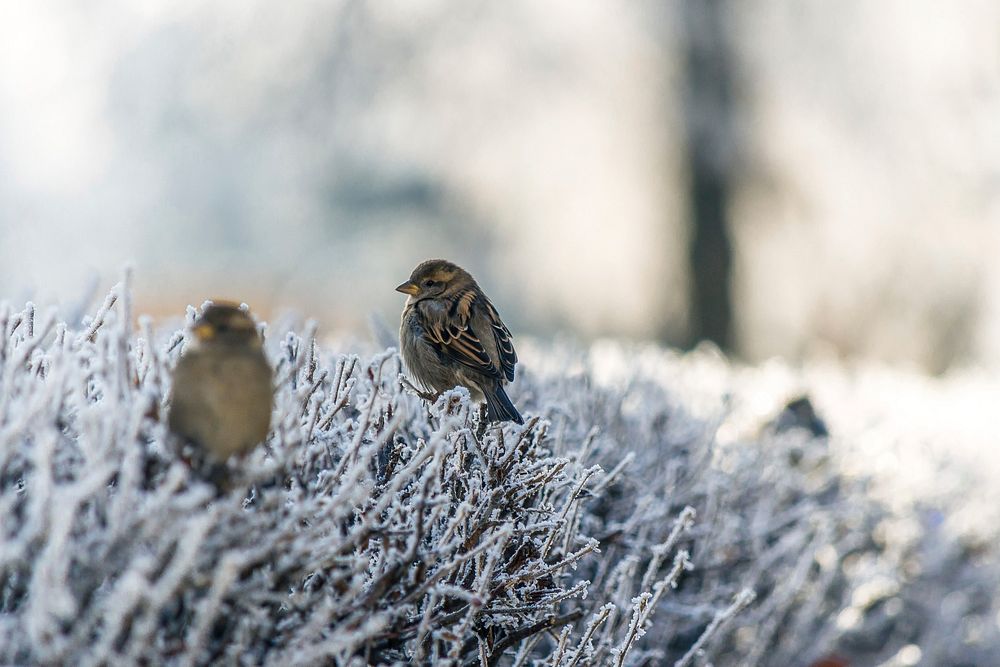 Sparrows sitting on frosted branches on a bush with a soft background. Original public domain image from Wikimedia Commons