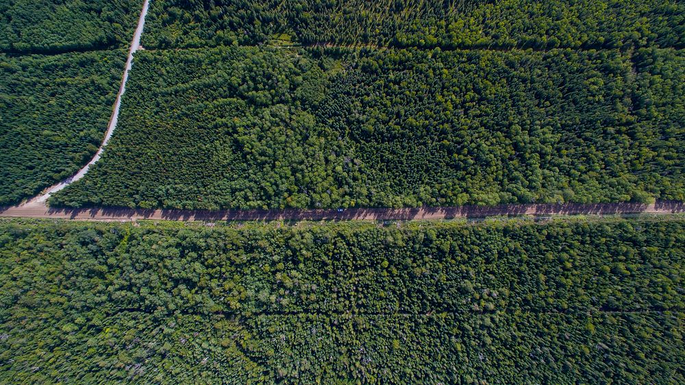 A drone shot of a straight road surrounded by dense woods. Original public domain image from Wikimedia Commons
