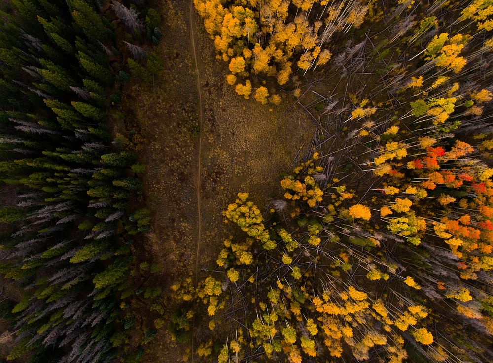 A drone shot of trees in autumn colors in Silverthorne. Original public domain image from Wikimedia Commons