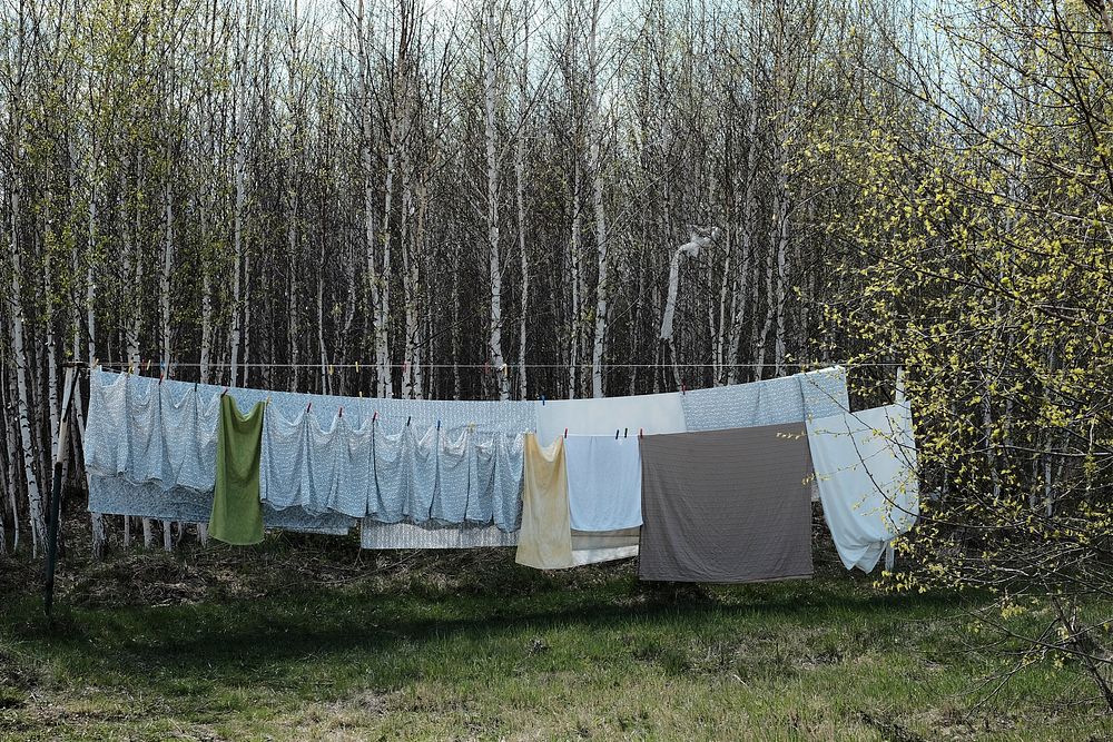Laundry hanging on a clothes line near a copse of birch trees. Original public domain image from Wikimedia Commons