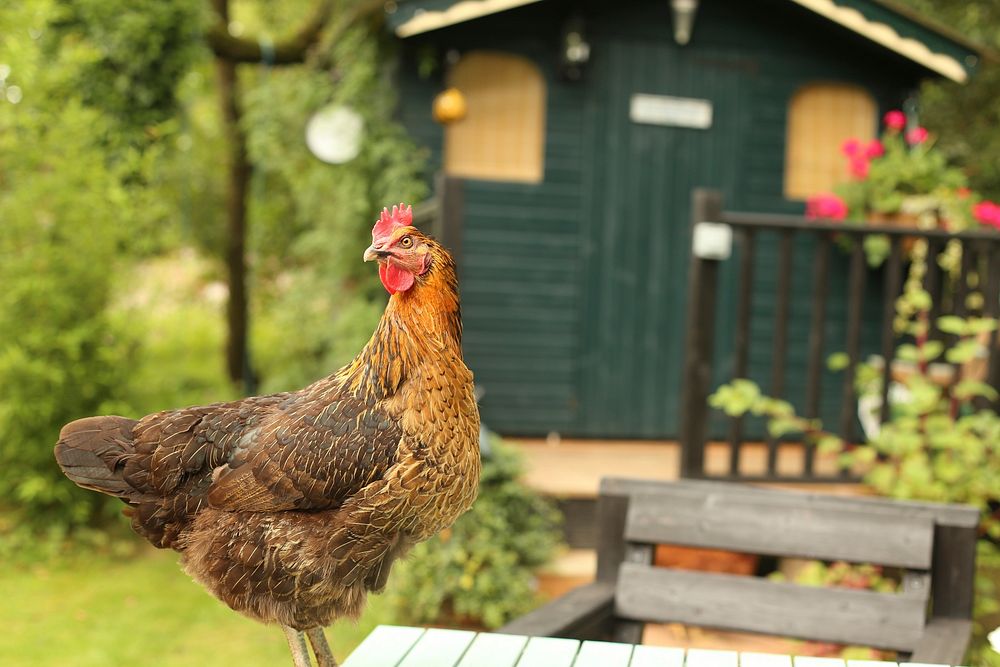 Chicken standing on the table. Original public domain image from Wikimedia Commons