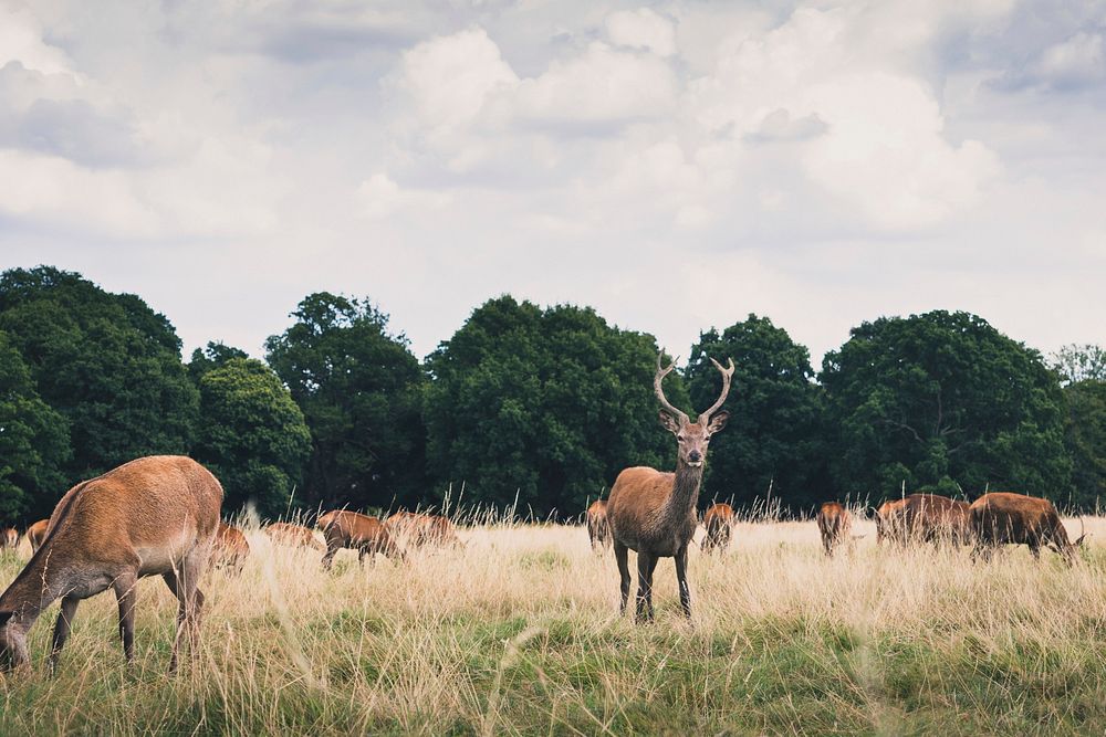 A herd of deers in a grassy field in Richmond Park. Original public domain image from Wikimedia Commons